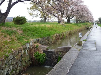平城宮跡内の水路と桜並木