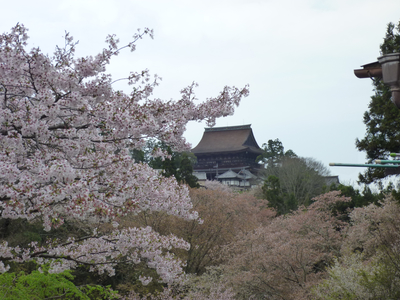 桜と蔵王堂